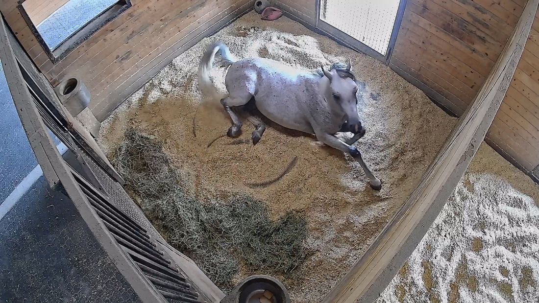 Kurt lying down at 3:10 PM