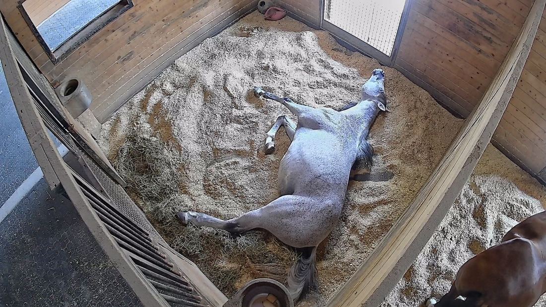 Kurt lying down at 3:12 PM