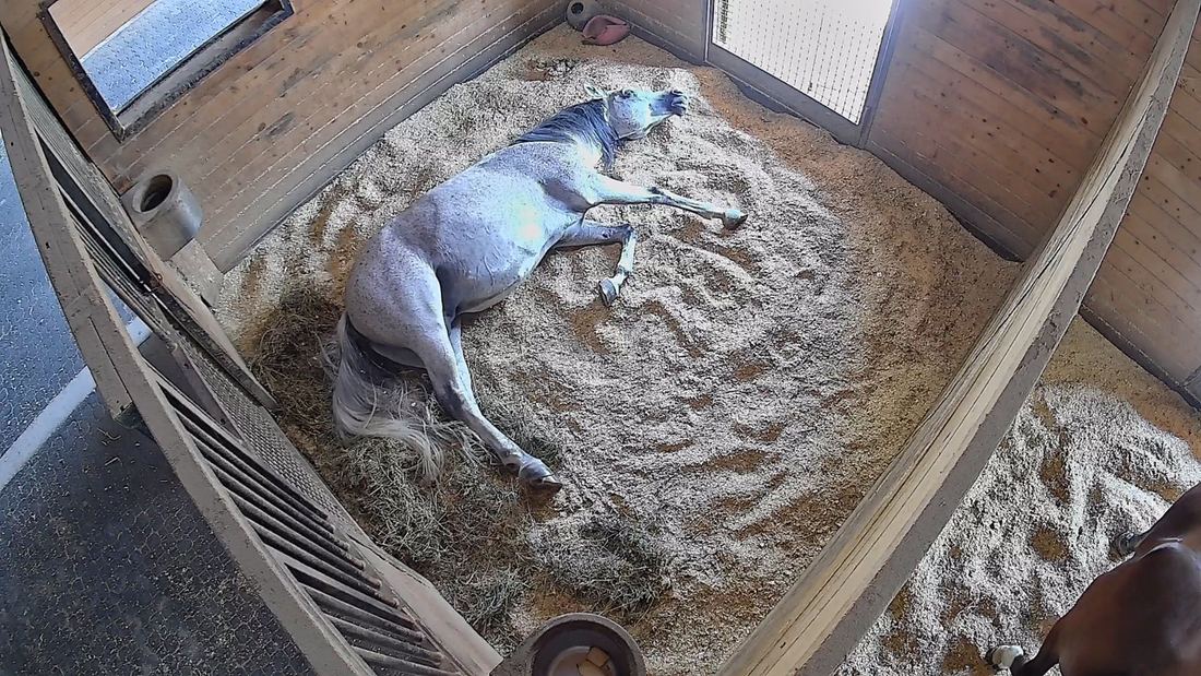 Kurt lying down at 3:15 PM